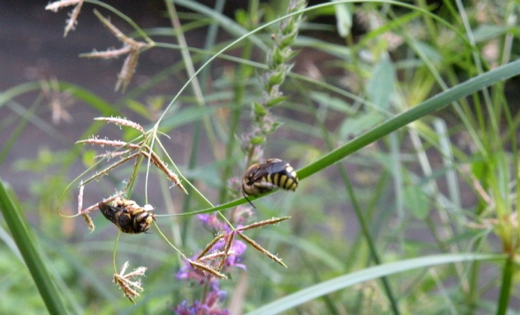 Anthidium florentinum, maschi  (Apidae Megachilinae)